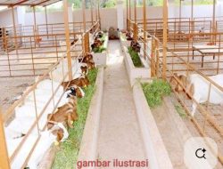 Kurangnya Transparansi 35 Ekor Kambing Mati, Untuk Ketahanan Pangan Jadi Sorotan Masyarakat 