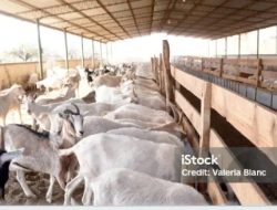 34 Ekor Kambing Program Ketahanan Pangan Desa Wongsorejo Mati, Belum Membuahkan Hasil dalam 1 Tahun
