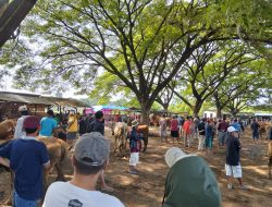 Pasar Hewan Desa Bajulmati Ramai Pengunjung, Namun Sepi Pembeli Akibat Harga Sapi Anjlok