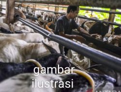 Sekdes Sumber Kencono Diduga Monopoli Mengelola Program  Ketahanan Pangan Berupa Kambing 