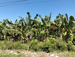 Perubahan Pola Tanam di Wilayah Wongsorejo – Dari Palawija ke Pisang Cavendish 