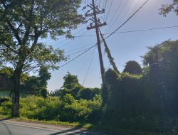 Tiang PLN Utama Di Selatan Kecamatan Wongsorejo Miring,Warga Khawatir Tapi Belum Ada Tindakan 