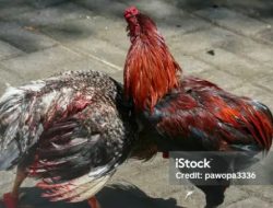 Aktivitas  Praktek Judi Sabung Ayam di Desa Bengkak Muncul Secara Sembunyi Sembunyi 