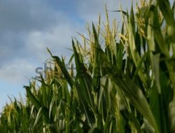 Program Ketahanan Pangan BUMDES Wongsorejo Tanam Jagung Dinilai Tidak Ada Analisa Kepada Kades 