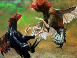 Tokoh Agama Dan Tokoh Masyarakat Kecam Praktik Judi Sabung Ayam, Bahayakan Kamtibmas
