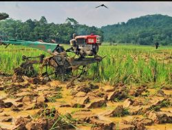 Petani Wongsorejo Keluhkan Proses Barcode BBM Subsidi Lambat,,,Kerja Petani Tertunda