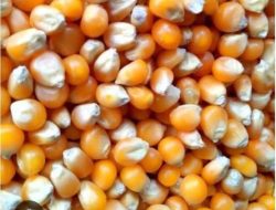 Harga Jagung Di Wongsorejo Tembus Rp 6.000 Per Kg,Petani Bernapas Lega