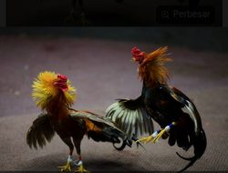 Polsek Wongsorejo Grebek Judi Sabung Ayam Di Desa Watukebo