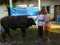Seekor sapi Kurban dari Federasi Serikat Pekerja Pertamina Bersatu Disalurkan ke Ponpes Al Fitriyah di Jember