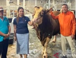 Terima Sapi Simental 1,58 Ton dari Presiden Prabowo, Pemkab Situbondo Salurkan ke Desa Sopet
